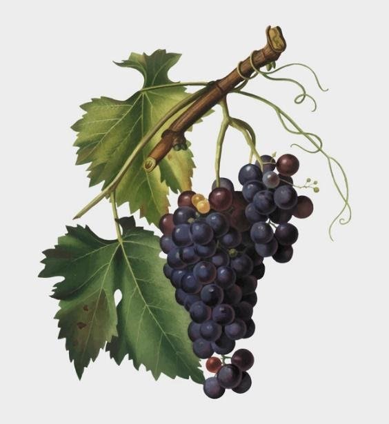 Grapes