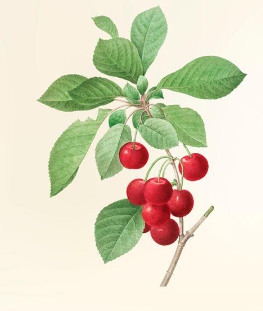 Cherry Plant