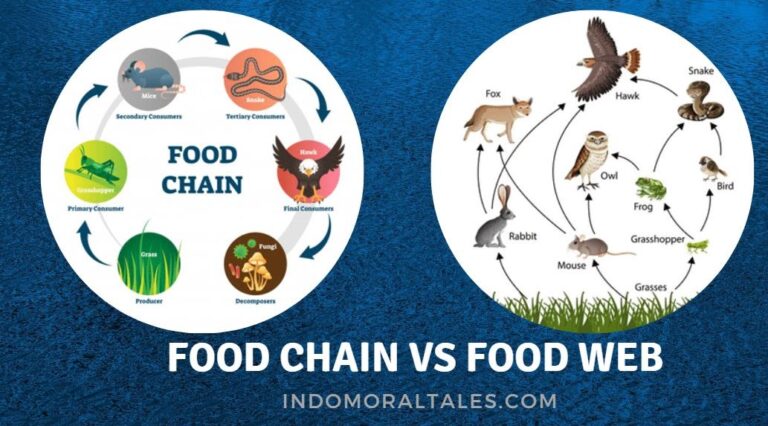Food Chain vs Food Web - Difference Between The Food Chain and The Food ...